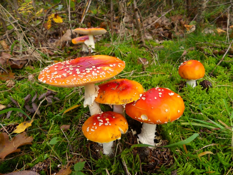 Mobirise Website Builder