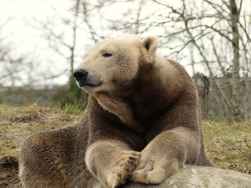 Mobirise Website Builder